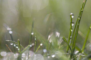 makro çekim su damlaları