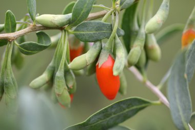 Goji meyveleri bir dal üzerinde