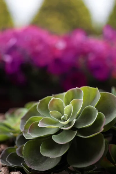 Plastic succulents on the porch — Stock Photo, Image