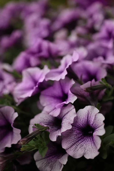 Leylak petunya çiçekleri — Stok fotoğraf