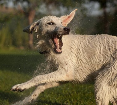 Genç Labrador Retriever fıskiyelerin suyuyla oynuyor.