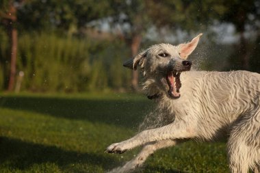 Genç Labrador Retriever fıskiyelerin suyuyla oynuyor.