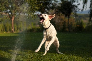 Genç Labrador Retriever fıskiyelerin suyuyla oynuyor.