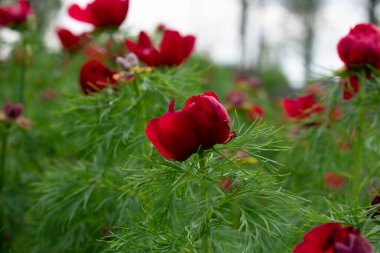 Bahçede peeonia tenuifolia