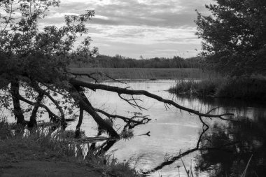 Sabahın erken saatlerinde, ağacın dalları suya düşerken.