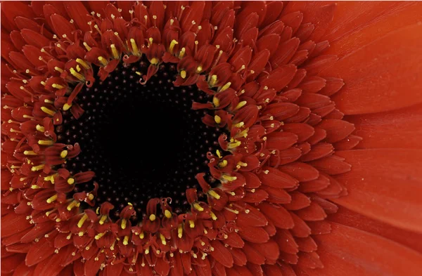 具有选择性焦点的工作室中新鲜红种人菊花的宏观形象. — 图库照片