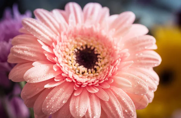 水滴覆盖的桃花花瓣上的宏观照片. — 图库照片