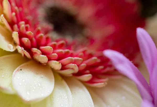 白色和红色的芙蓉花瓣上的宏观照片，花瓣上布满了水滴. — 图库照片