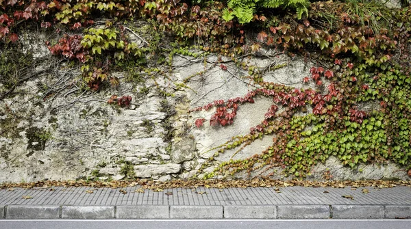 Green and Red Climber Plant on Dirty Damaged Rustic Wall half Covered by Common Ivy or Hedera helix