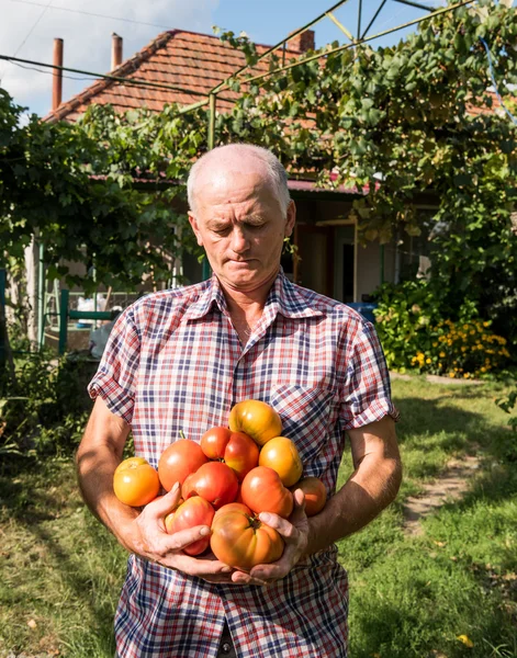Senior farmer holding freshly harvested tomatoes
