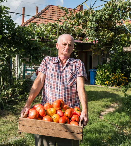 新鮮な収穫のトマトを保持している上級農家 — ストック写真