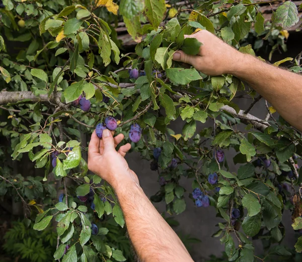 Farmer man picking blue plums — Stock Photo, Image