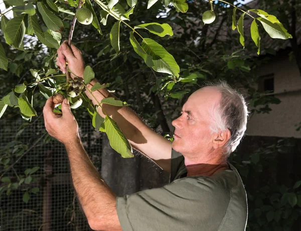Farmer examining fresh walnut — Stock Photo, Image