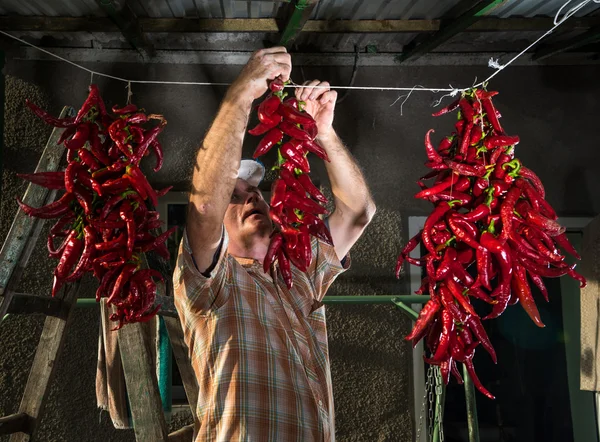 Agricultor sênior pendurado pimenta vermelha — Fotografia de Stock