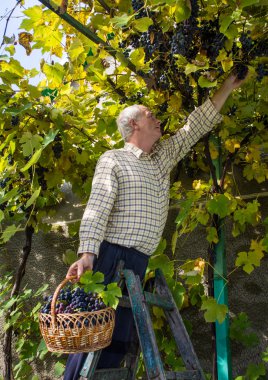  Üzüm bağında üzüm toplayan kıdemli adam.