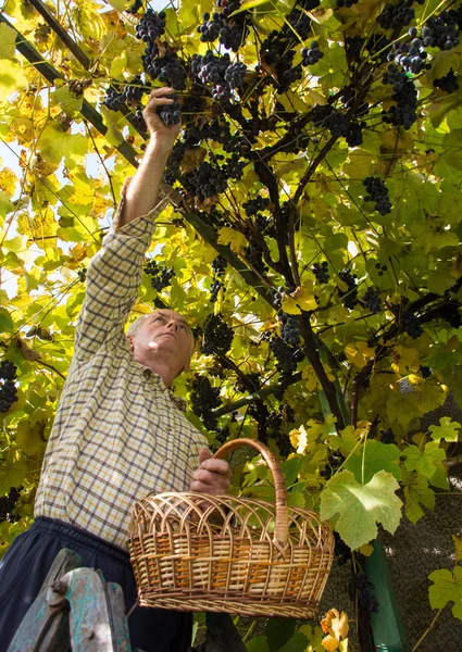 Senior man harvesting grapes in vineyard