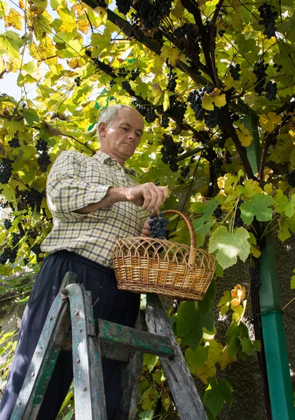 Homem sênior colhendo uvas em vinha — Fotografia de Stock