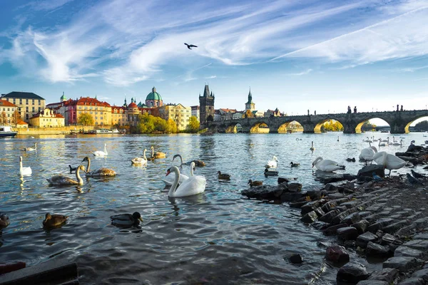 Cigni sul fiume Moldava a Praga, Repubblica Ceca — Foto Stock