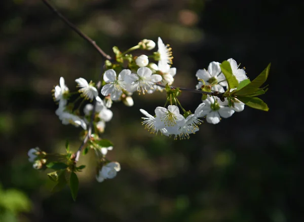 Třešeň kvetoucí — Stock fotografie