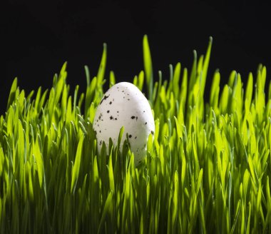Paskalya bıldırcın yumurtası
