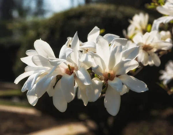 White magnolia flowers — Stock Photo, Image