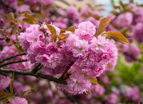 Pink Japanese cherry-tree blossom — Stock Photo, Image