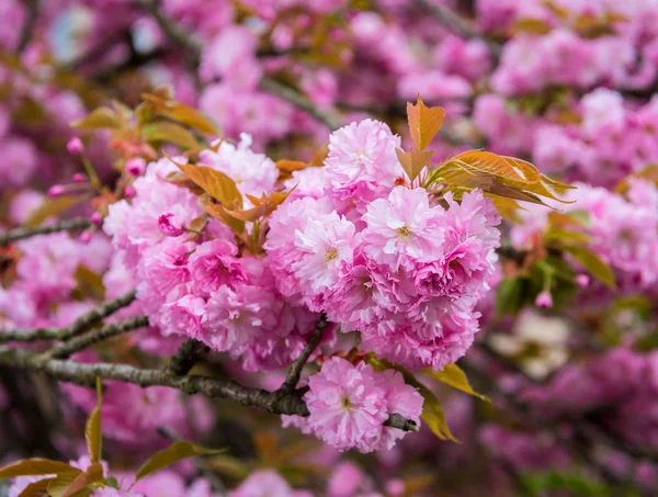 Pink Japanese cherry-tree blossom — Stock Photo, Image