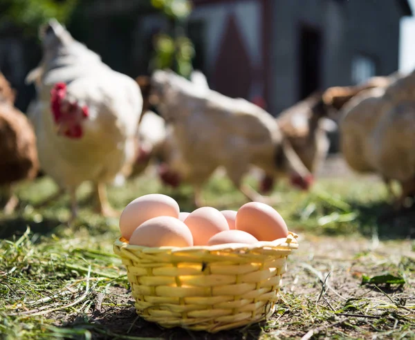 Œufs biologiques frais dans le panier — Photo