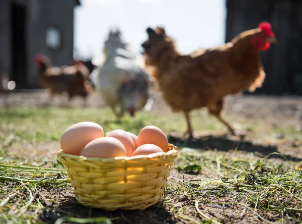 Świeże jaja organiczne w koszyku — Zdjęcie stockowe