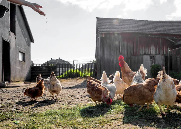 Muž krmení slepic na farmě — Stock fotografie