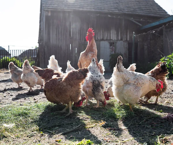 Eating chickens on poultry yard — Stock Photo, Image