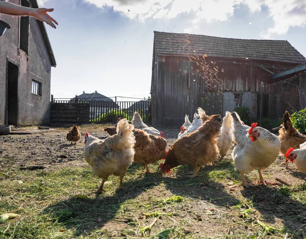 Homme nourrissant des poules à la ferme — Photo