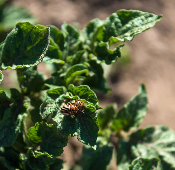 Colorado beetles on potato — Stock Photo, Image