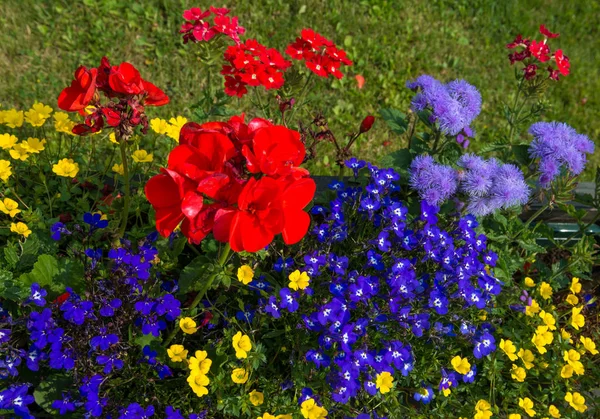 Veelkleurige bloem bed — Stockfoto