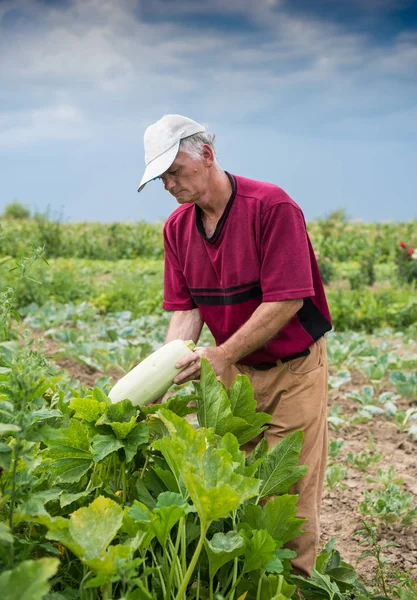 Çiftçi malzeme çekme organik kabak — Stok fotoğraf