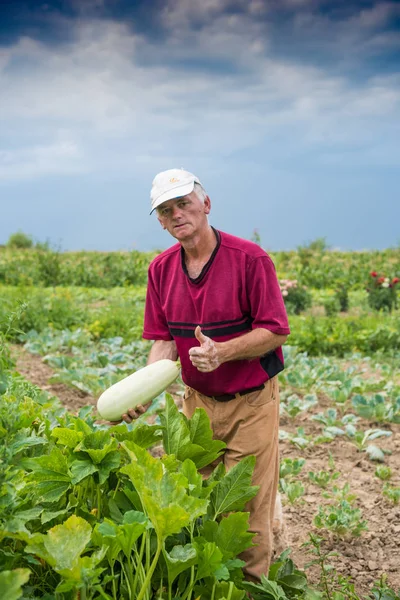 Agricultor recogiendo calabacín orgánico — Foto de Stock