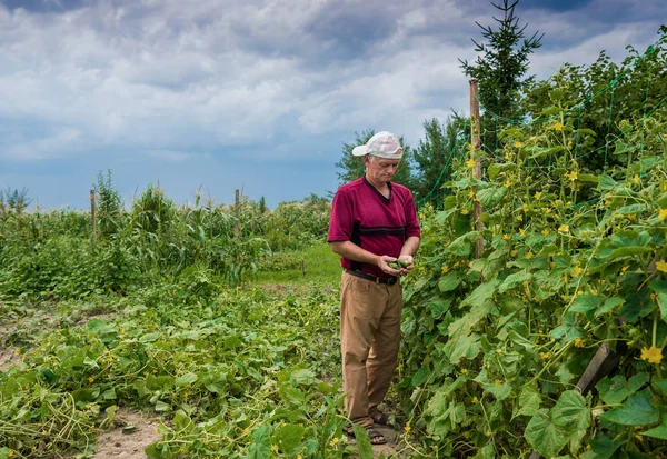 Çiftçi malzeme çekme organik salatalık 