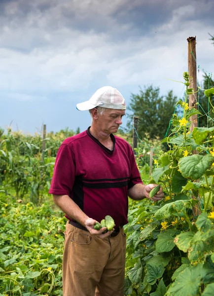 Çiftçi malzeme çekme organik salatalık 
