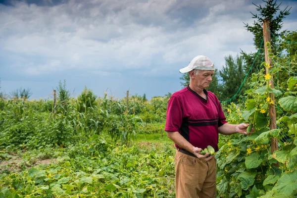 Farmer picking organic cucumbers — Stock Photo, Image
