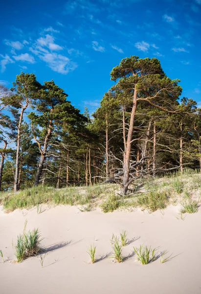 Ormanın kenarına kırılması