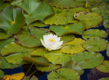 güzel beyaz nilüfer