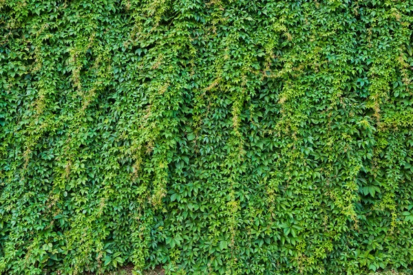 テクスチャのアイビー グリーン壁 — ストック写真