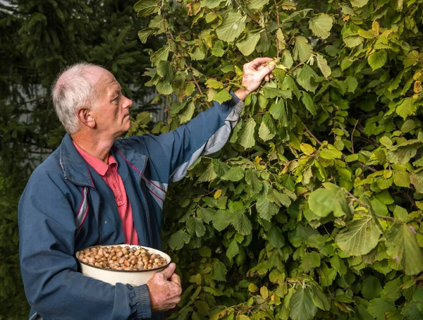 Farmer harvesting fresh hazelnuts — Stock Photo, Image