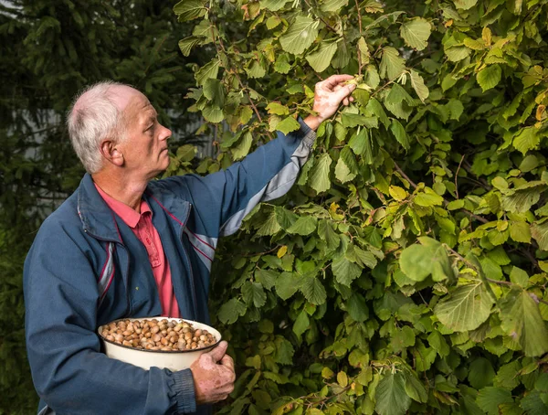 Farmář sklízí čerstvých lískových ořechů — Stock fotografie