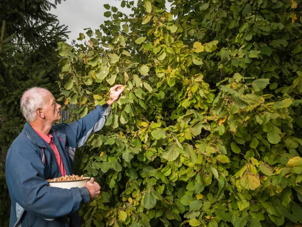 Agricultor cosechando avellanas frescas —  Fotos de Stock