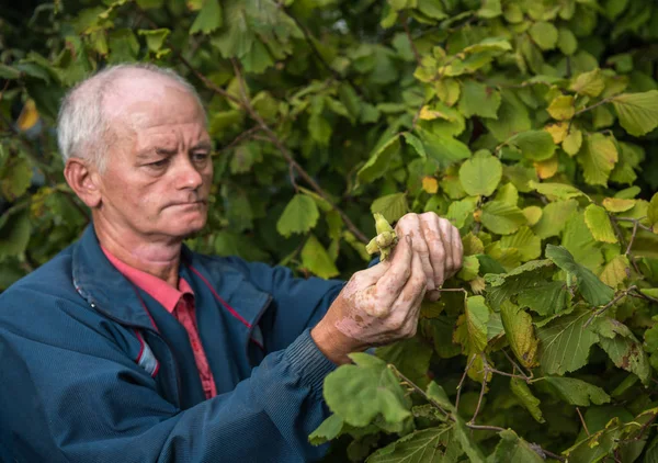 Farmář zkoumání čerstvých lískových ořechů — Stock fotografie