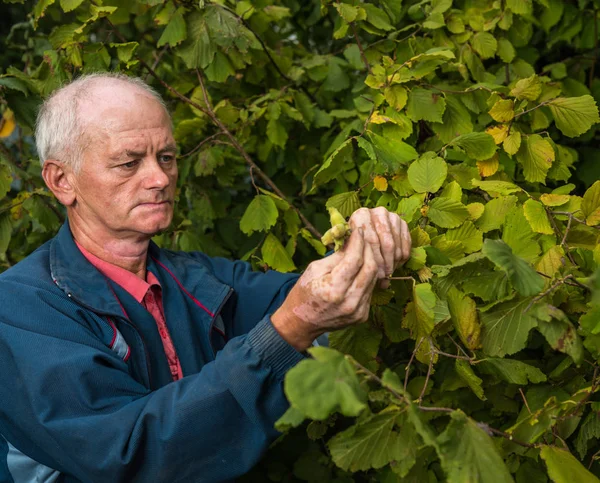 Farmář sklízí čerstvých lískových ořechů — Stock fotografie