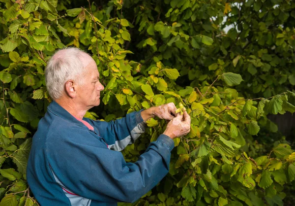 Farmář sklízí čerstvých lískových ořechů — Stock fotografie