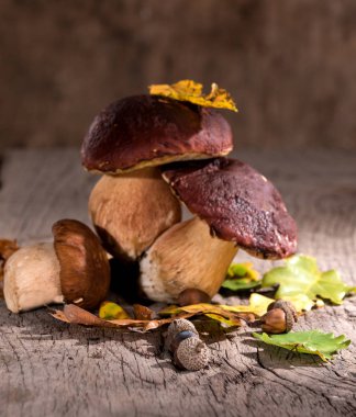 Meşe mantar, meşe palamutları ve Meşe yaprağı ahşap arka plan üzerinde