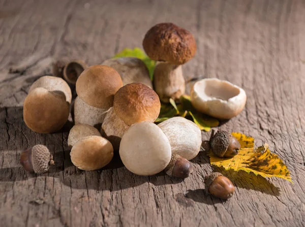 Meşe mantar, meşe palamutları ve Meşe yaprağı ahşap arka plan üzerinde